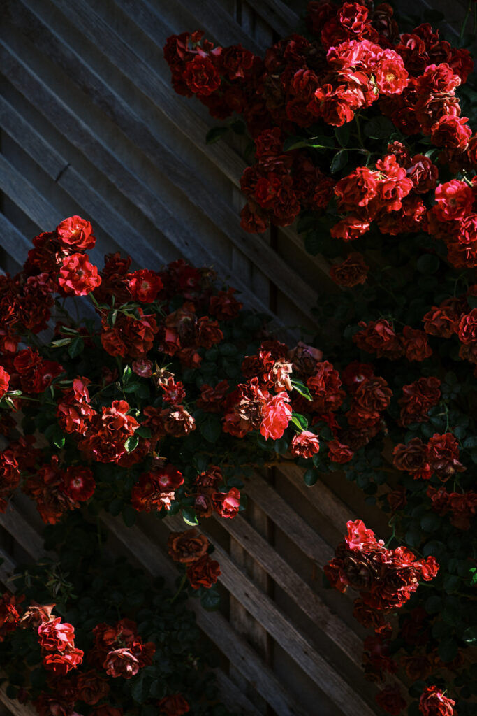 floral details on the rumpus room at Ravenswood homestead